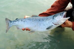 Read more about the article Salmon Fishing in Washington 