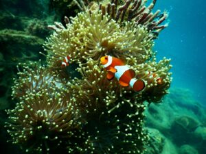 Read more about the article Scuba Diving in the Great Barrier Reef