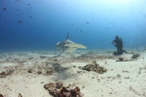 Read more about the article Scuba Diving with Hammerhead Sharks in the Galapagos