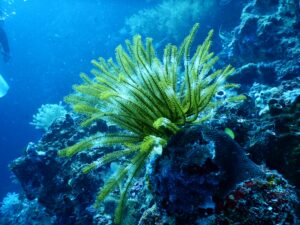 Read more about the article What to Expect Night Diving on the Great Barrier Reef